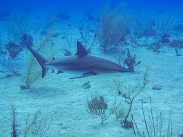 56 Caribbean Reef Shark IMG 3497