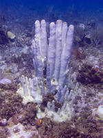 69 Bleached  Pipe Coral IMG 3532