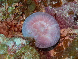 78 Solitary Disk Coral IMG 3575