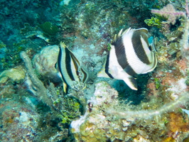 100 Banded Butterflyfish IMG 3644