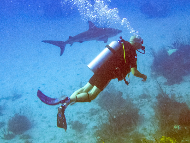 13 Mike wiith Caribbean Reef Shark IMG_3670.jpg