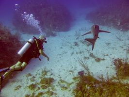 16 Mike with Caribbean Reef Shark IIMG 3676