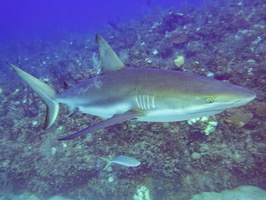 17 Caribbean Reef Shark IIMG 3678