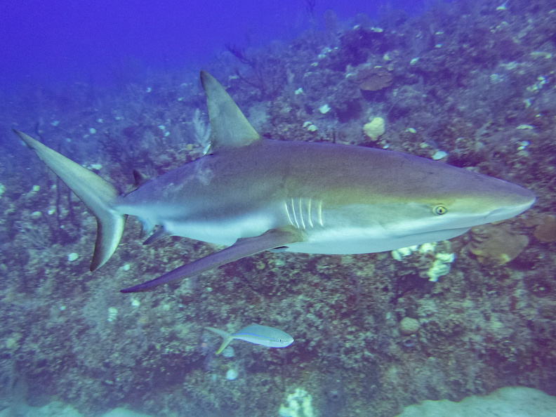 17 Caribbean Reef Shark IIMG_3678.jpg