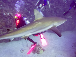 18 Karen with Caribbean Reef Shark IMG 3679