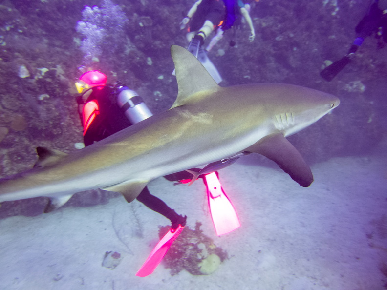18 Karen with Caribbean Reef Shark IMG_3679.jpg