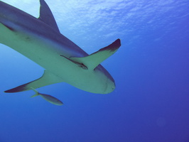 21 Caribbean Reef Shark IMG 3686