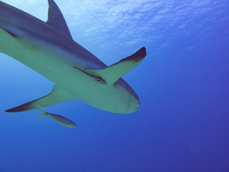 21 Caribbean Reef Shark IMG_3686.jpg