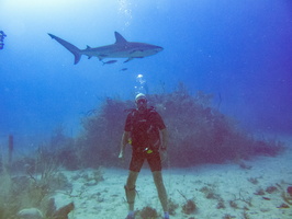 22 Mike with Caribbean Reef Shark IMG 3687