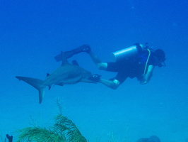 31 Hal with Caribbean Reef Shark IIMG 3704