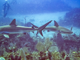 33 Caribbean Reef Shark IMG 3706