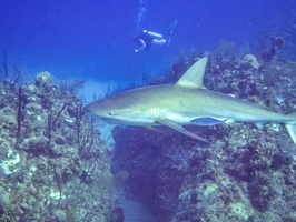 34 Lee Ann with Caribbean Reef Shark IMG 3707
