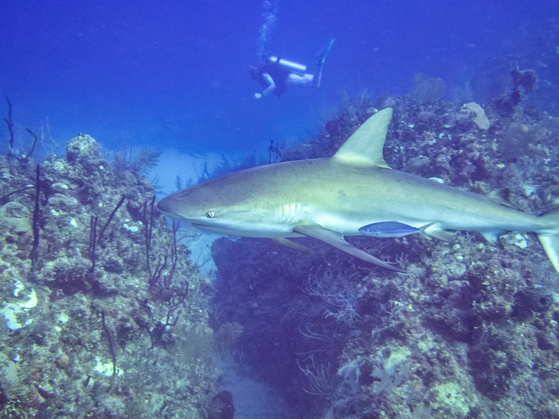 34 Lee Ann with Caribbean Reef Shark IMG_3707.jpg