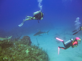 35 Divers with Caribbean Reef Shark I