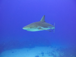 36 Caribbean Reef Shark IMG 3710
