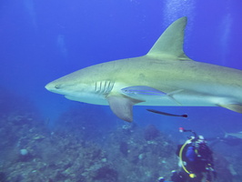 37 Bruce with Caribbean Reef Shark IMG 3711