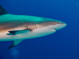 41 Caribbean Reef Shark IMG 3718