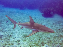 42 Caribbean Reef Shark IMG 3720