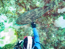 45 Bruce with Goliath Grouper IMG 3725