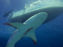 51 Caribbean Reef Shark IMG 4348