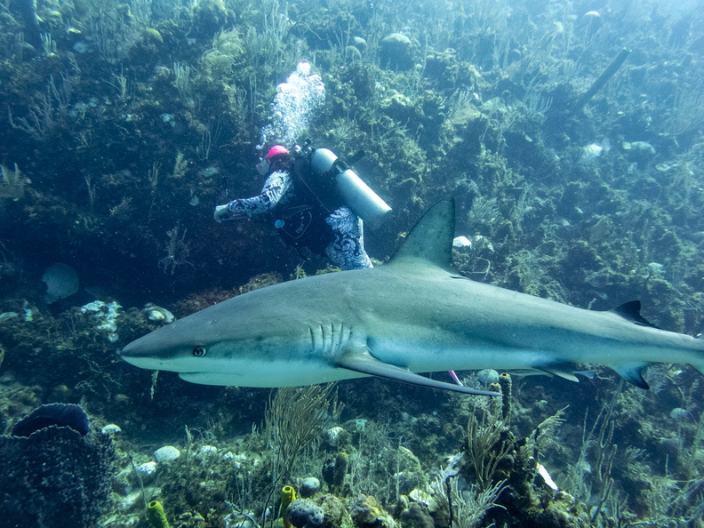 54 Peachy with Caribbean Reef Shark IMG_4352.jpg