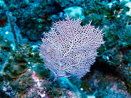 60 Small Fan Coral IMG 4360