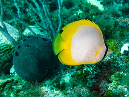 62 Spotfn Butterflyfish and Black Ball Sponge IMG 4364