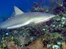 68 Caribbean Reef Shark IMG 4370
