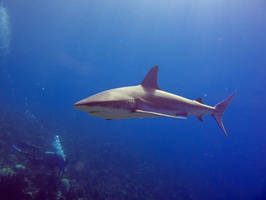 73 Caribbean Reef Shark IMG 4381