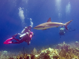 77 Karen with Caribbean Reef Shark IMG 4391