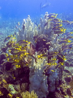 79 Pillar Coral with Schoolmasters and Tiger Grouper IMG 4394