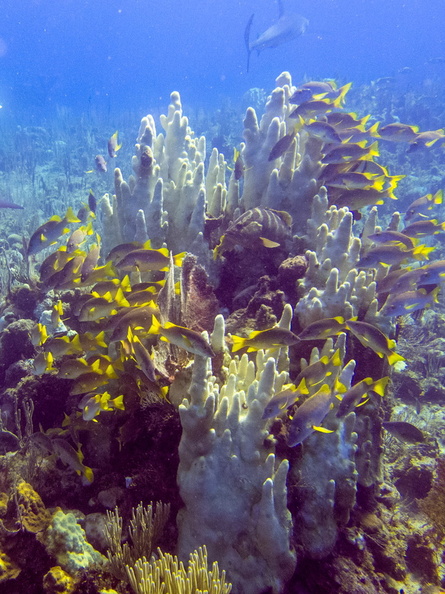 79 Pillar Coral with Schoolmasters and Tiger Grouper IMG_4394.jpg