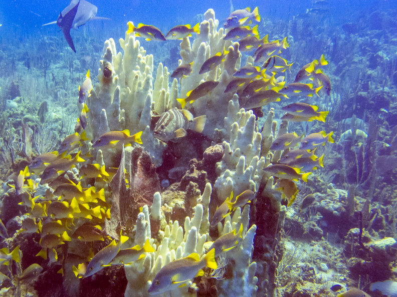 80 Pillar Coral with Schoolmasters and Tiger Grouper IMG_4395.jpg