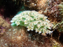 84 Lettuce Leaf Sea Slug IMG 4404
