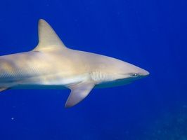 88 Caribbean Reef Shark IMG 4413