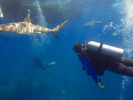 90 John with Caribbean Reef Sharks IMG 4417