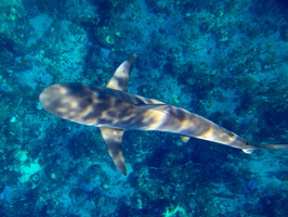 92 Caribbean Reef Shark  IMG 4419