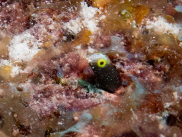 111 Spineyhead  Blenny IMG 4461