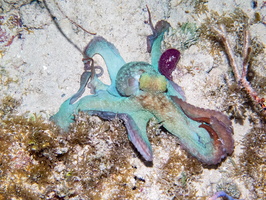 114 Caribbean Reef Octopus IMG 3728