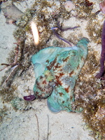116 Caribbean Reef Octopus IMG 3730