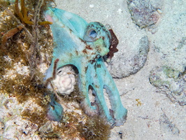 118 Caribbean Reef Octopus IMG 3735