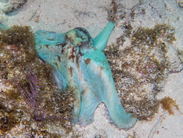 119 Caribbean Reef Octopus IMG 3736