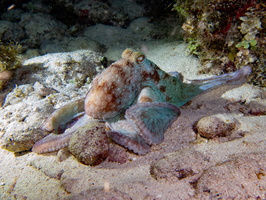 120 Caribbean Reef Octopus IMG 3739
