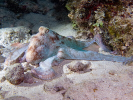 121 Caribbean Reef Octopus IMG 3740