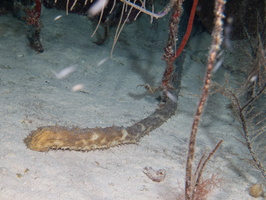 122 Tiger Tail Sea Cucumber IMG 3743