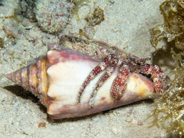 123 White Speckled Hermit Crab IMG 3746