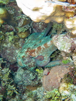 125 Caribbean Reef Octopus IMG 3750