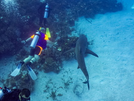 24 Jeff with Caribbean Reef Shark IMG 4500