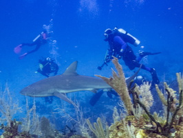 30 Divers with Caribbean Reef Shark IMG 4524