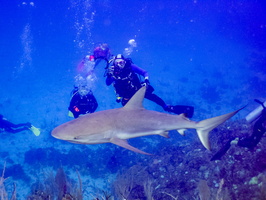 32 Bruce and Jim with Caribbean Reef Shark IMG 4526